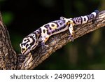 a type of anole lizard, not a leopard gecko. Anoles are arboreal lizards, meaning they spend most of their time in trees and shrubs.