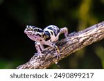 a type of anole lizard, not a leopard gecko. Anoles are arboreal lizards, meaning they spend most of their time in trees and shrubs.