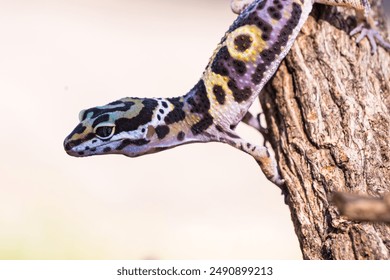 a type of anole lizard, not a leopard gecko. Anoles are arboreal lizards, meaning they spend most of their time in trees and shrubs.
