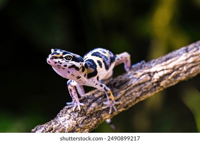 a type of anole lizard, not a leopard gecko. Anoles are arboreal lizards, meaning they spend most of their time in trees and shrubs.