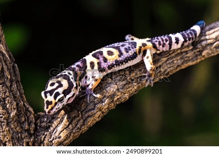 a type of anole lizard, not a leopard gecko. Anoles are arboreal lizards, meaning they spend most of their time in trees and shrubs.