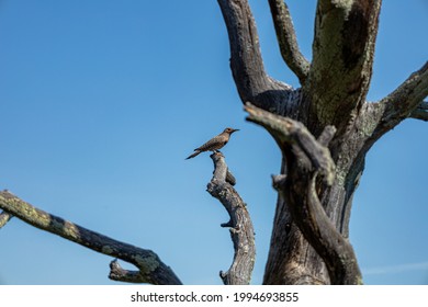 A type of bird that I do not know the name of.