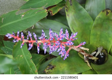 Type And Color Of The Bromeliad Plant