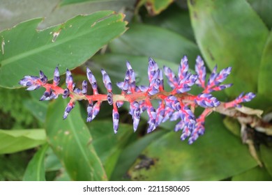 Type And Color Of The Bromeliad Plant