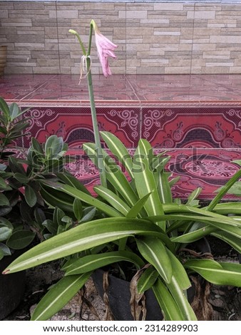 the type of flower of the ornamental plant Amaryllis variegata (Amaryllis sp) which has withered and is almost dead.
