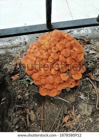 a type of fungus, usually at tree bottoms
