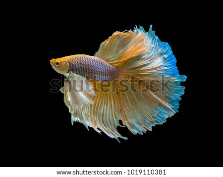 Type of Halfmoon Betta fish.  Capture of moving moment beautiful of siamese betta fish in Thailand on Black background.