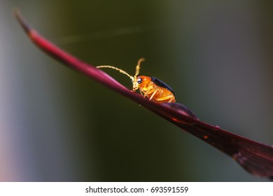 Type of insect in Malaysia.