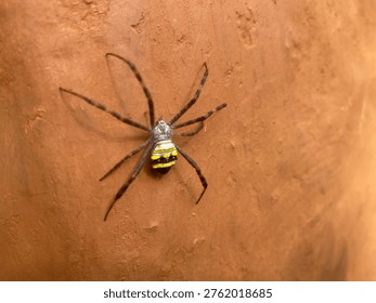 Type of insects moth and bug beautiful nature