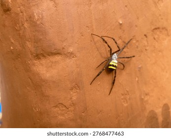 Type of insects moth and bug beautiful nature