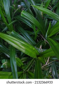 A Type Of Monocotyledonous Plant From The Pandanaceae Family Which Has A Distinctively Fragrant Leaf