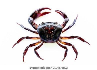 A Type Of Mountain Crab