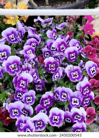 The garden pansy (Viola × wittrockiana) is a type of polychromatic large-flowered hybrid plant cultivated as a garden flower.