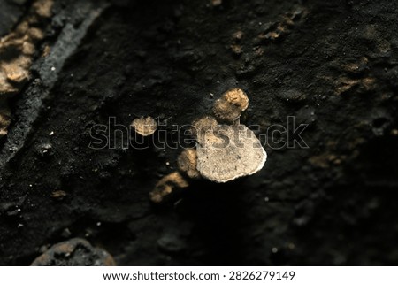 A type of polypore fungus that forms in the cracks of damp wood (Fungus, Mycology ecology macro photo. Japan)