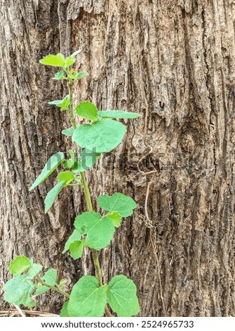 Similar – Image, Stock Photo Plant whose name I do not yet know