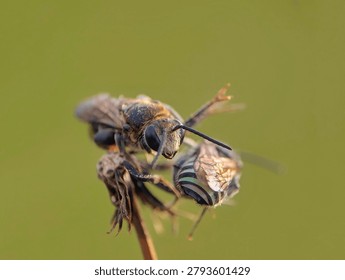 types of bees, including those that resemble sweat bees (Halictidae) with distinctive body lines