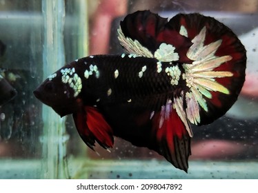 381 Betta copper Images, Stock Photos & Vectors | Shutterstock