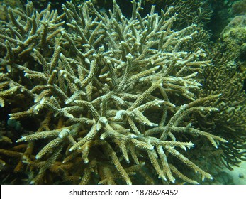 Types Hard Coral Reefs Ranging Brain Stock Photo 1878626452 | Shutterstock