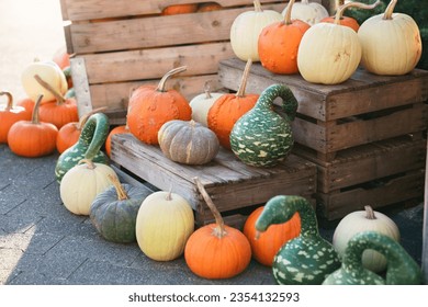 Types of pumpkins and squash on fall market. Autumn harvest on farm shop outdoor for Halloween. Varieties shapes, colors, sizes of vegetables on wooden boxes. Local store of homegrown organic eco food