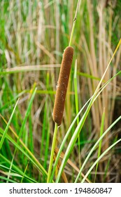 993 Typha angustifolia l Images, Stock Photos & Vectors | Shutterstock