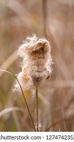 Typha angustifolia (also lesser