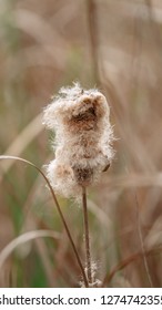 Typha angustifolia (also lesser