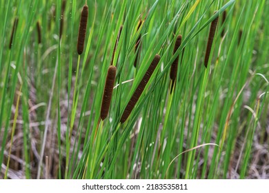 Tiha angustifolia  Cerca