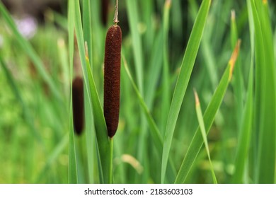 Typha angustifolia. Close up of  cattail, water plant.