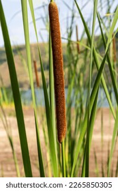 Tiha angustifolia  Cerca