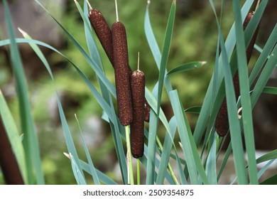 Typha angustifolia  Cerca