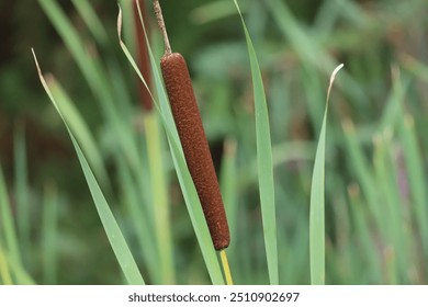 Typha angustifolia  Cerca