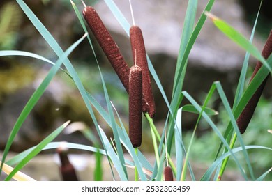 Typha angustifolia  Cerca