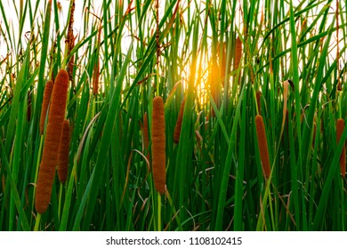 Typha angustifolia field 