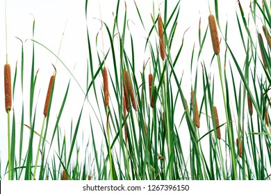 Typha angustifolia field 