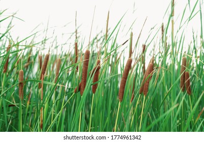 Tiha angustifolia campo 