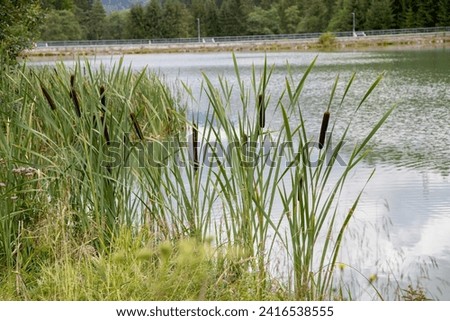 Typha by the river in the summer