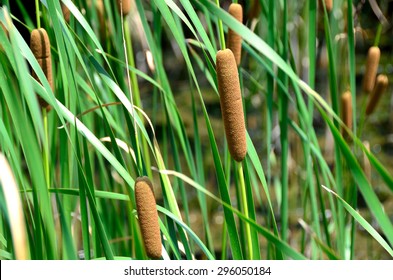 Typha Latifolia