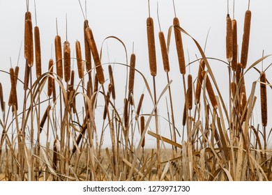 Typha Latifolia. Aeneas, Bulrushes,