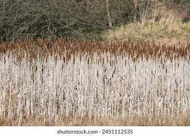 Typha latifolia  más