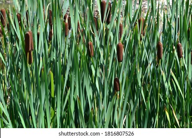 Typha latifolia (broadleaf cattail, bulrush, common bulrush, common cattail, cat-o'-nine-tails, great reedmace, cooper's reed, cumbungi). Natural green background