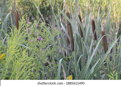 Typha latifolia (broadleaf cattail, bulrush, common bulrush, common cattail, cat-o'-nine-tails, great reedmace, cooper's reed, cumbungi). Natural green background