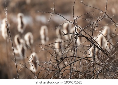 Typha latifolia (broadleaf cattail), bulrush, common bulrush, common cattail, cat-o'-nine-tails, great reedmace, cooper's reed, cumbungi