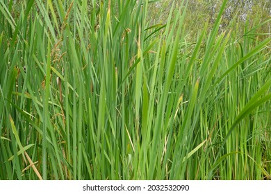 Typha latifolia (broadleaf cattail, bulrush, common bulrush, common cattail, cat-o'-nine-tails, great reedmace, cooper's reed, cumbungi) is a perennial herbaceous plant in the genus Typha.