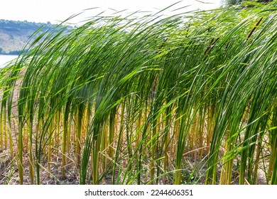 Typha latifolia broadleaf cattail