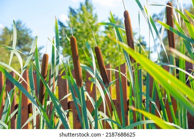 Typha latifolia (cola hoja