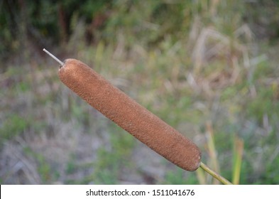 Typha latifolia ( bulrush, common bulrush, common cattail, cat-o'-nine-tails, great reedmace, cooper's reed, cumbungi) is a perennial herbaceous plant in the genus Typha