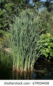 Typha Latifolia Plant In A Lake, 