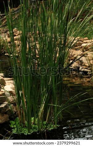 Typha minima, common name dwarf bulrush or miniature cattail or least bulrush, is a perennial herbaceous plant belonging to the Typhaceae family.