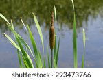 Typha orientalis