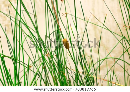 Similar – Image, Stock Photo grass Grass Green Bright